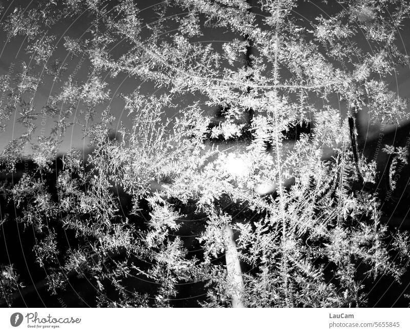 Moderne Kunst mit Eisblumen gefroren Kälte kalt eisig Eiskristalle eiskalt Frost Winter Raureif winterlich Kristallstrukturen Wintertag frostig Winterstimmung