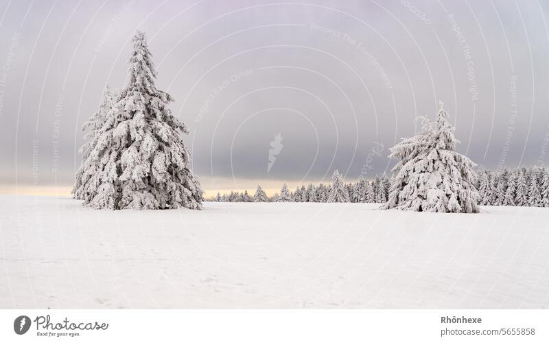Winterwonderland in der Rhön Schnee Licht Baum Landschaft Außenaufnahme Menschenleer Farbfoto Natur Tag kalt weiß Schönes Wetter Frost Sonnenlicht Idylle
