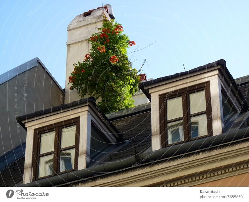 Über dem Dach an einem Schornstein rankt und blüht eine Trompetenblume. Dachwohnung Dachfenster Rauchfang Blume Klettertrompete Trompetenwinde Kletterpflanze