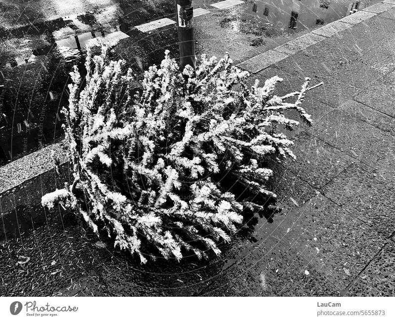 weg damit! | Knut - Weihnachten ist vorbei Weihnachtsbaum Ende der Weihnachtszeit Tradition Tanne entsorgt ausgedient Abfall Tannenbaum Weihnachtsstimmung