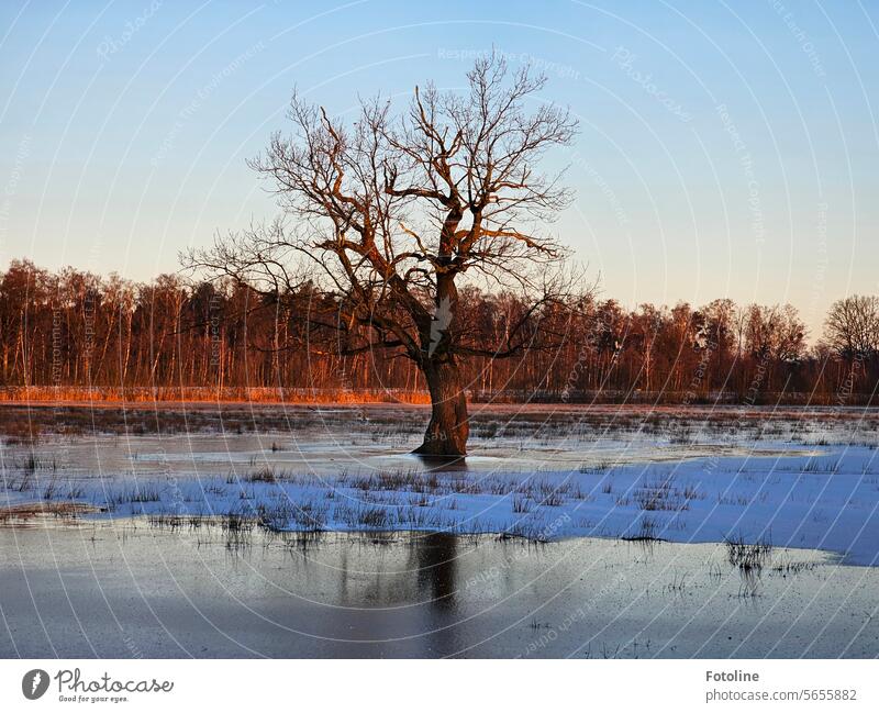 Ein alter knorriger Baum steht auf einer überfluteten Wiese, die durch den Frost gefroren ist. Eis kalt Winter frieren blau Sonnenaufgang hell Licht Eisschicht