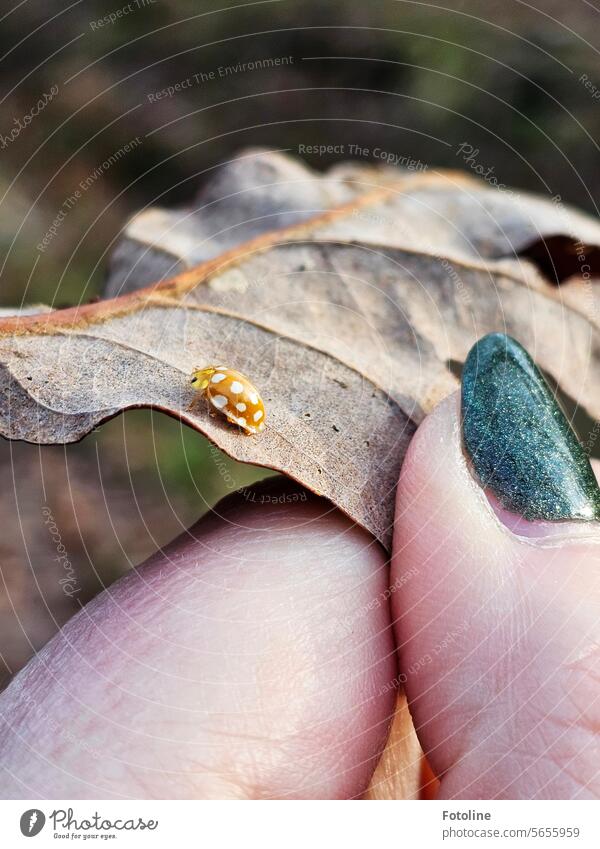 Meine Finger halten ein vertrocknetes Eichenblatt, auf dem ein gelber Marienkäfer mit weißen Punkten sitzt. exotisch Insekt Käfer Blatt Herbstblatt Blattadern