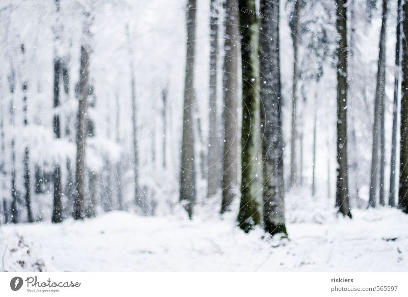 so muss winter ii Umwelt Natur Pflanze Winter Wetter Schönes Wetter Schnee Schneefall Baum Wald frisch kalt weiß Stimmung ruhig Außenaufnahme Menschenleer Tag