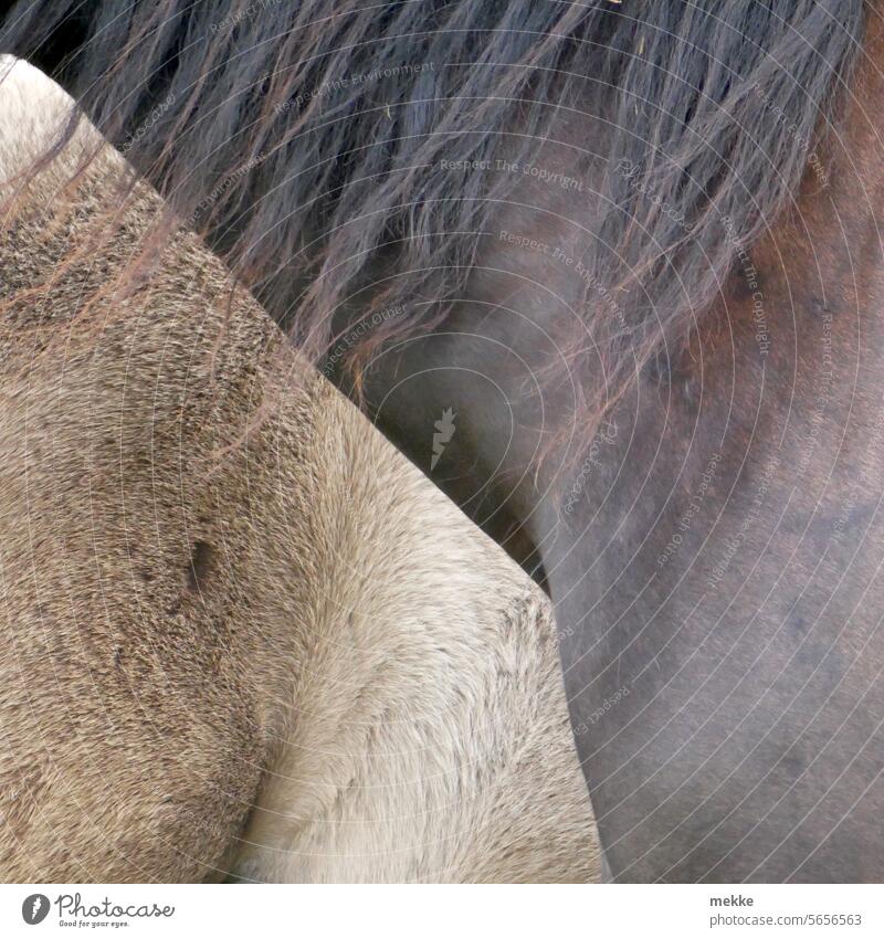 tierische Farblehre Pferd Mähne Tier Pferdekopf braun Tierporträt wild Tiergesicht Natur Ponys natürlich Fell Hals Kontrast Färbung Unterschied unterschiedlich