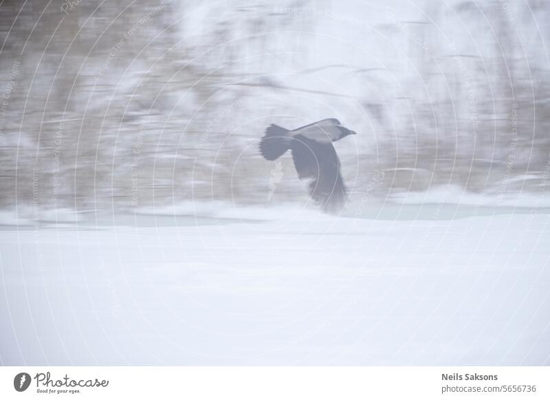 Nebelkrähe Corvus cornix im Flug über einen zugefrorenen, schneebedeckten See. Winterlandschaft. Unscharfer Hintergrund aus Ufergras Tier Schnabel Vogel schwarz