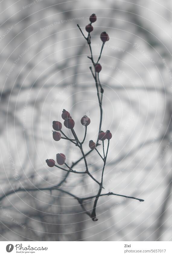 Beeren & Nebel Natur Pflanze Außenaufnahme Winter kalt Wildpflanze