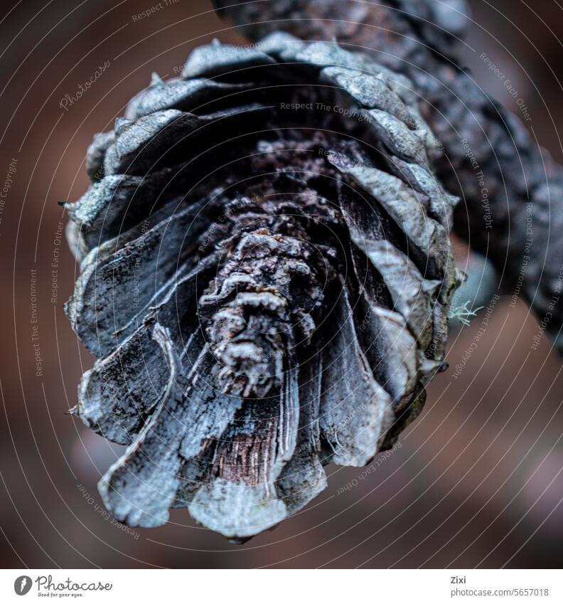Zerbrochener Kegel Zapfen gebrochen Kiefer im Inneren Natur Kiefernzapfen Baum Nahaufnahme