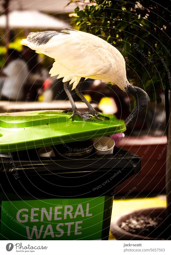 weg damit! |  ein Ibis hat den Müll zum fressen gern Vogel Wildtier Mülltonne Umwelt Wegwerfgesellschaft Abfall Müllentsorgung wegwerfen Anpassung Überleben