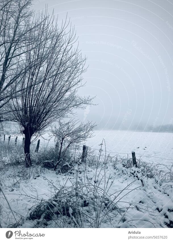 Neblige Winterweide mit Bäumen Weide Baum Nebel neblig kalt Zaun Landschaft Schnee Wetter weiß Natur verschneite Frost