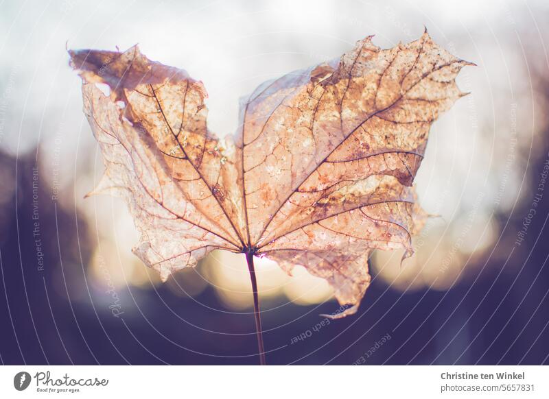 wie ein zarter Schmetterling wirkt das vertrocknete Ahornblatt im Gegenlicht Herbstblatt Laub vergänglich Vergänglichkeit Winter trocken vertrocknetes Blatt