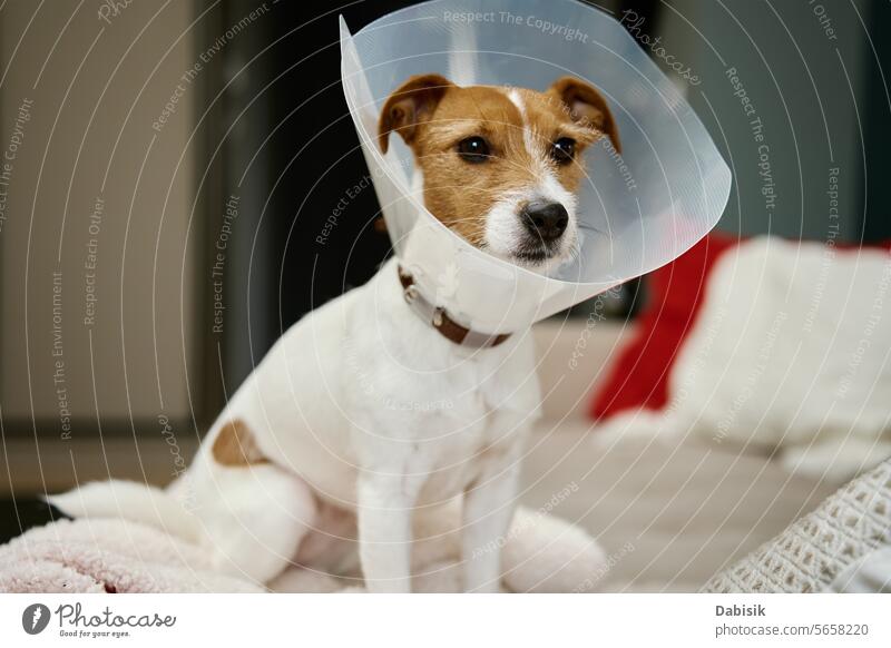 Hund in der Rehabilitation nach einer Operation, trägt Plastikkegel zum Schutz Haustier krank Kragen Zapfen heilen Tier medizinisch Rekonvaleszent