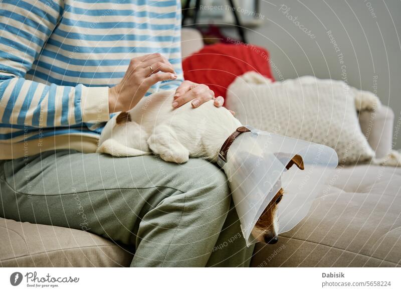 Frau streichelt Hund mit elisabethanischem Halsband zu Hause Pflege Haustier Kragen Zapfen Rehabilitation medizinisch Besitzer Zusammensein Jack-Russell-Terrier