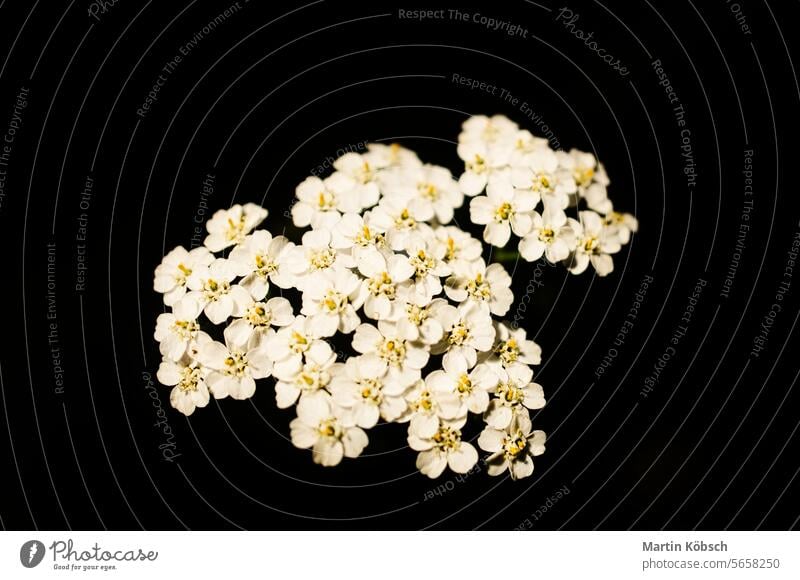 Weiße Blüten auf dem Index einer Blume mit dunklem Hintergrund. Pflanzen Foto weiß Flora verträumt Stil Japan Überstrahlung Fauna Natur Blumen Kirschblüten