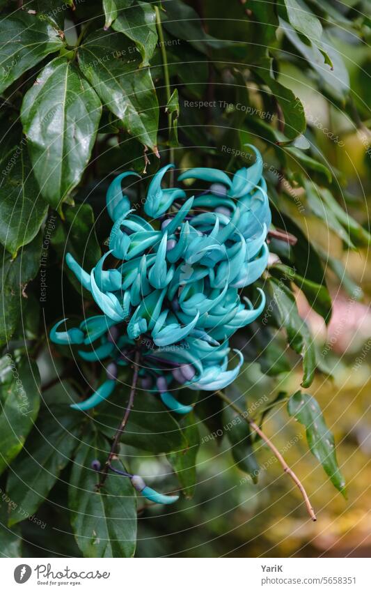 Strongylodon macrobotrys jadeblume Jadewein seltene pflanzen türkis naturschutz schönheit Schönheit der Natur Pflanzenart Philippinen Gewächshaus pflanzenkunde
