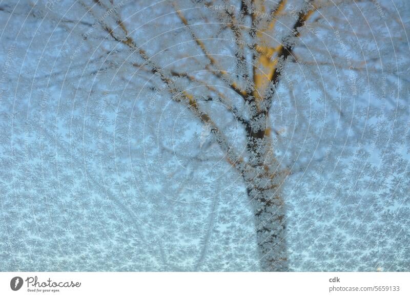 Eisblumen auf der Windschutzscheibe, dahinter eine kahle Linde vor blauem Himmel. Eiskristalle Kristallstrukturen gefroren Frost kalt Winter Winterstimmung