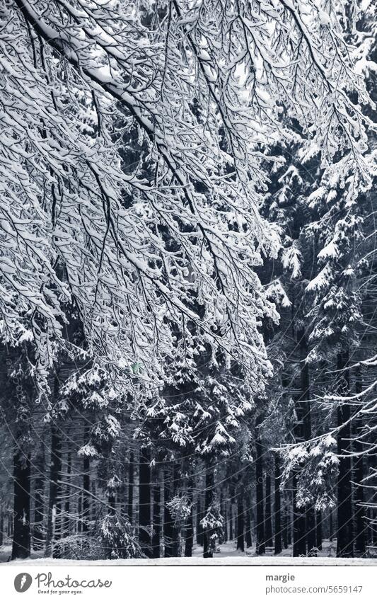 tiefer Winterwald kalt Schnee Wald Baum Eis Frost Tannen Fichtenwald Außenaufnahme Natur Landschaft Menschenleer Umwelt weiß Wintertag Klima Kälte