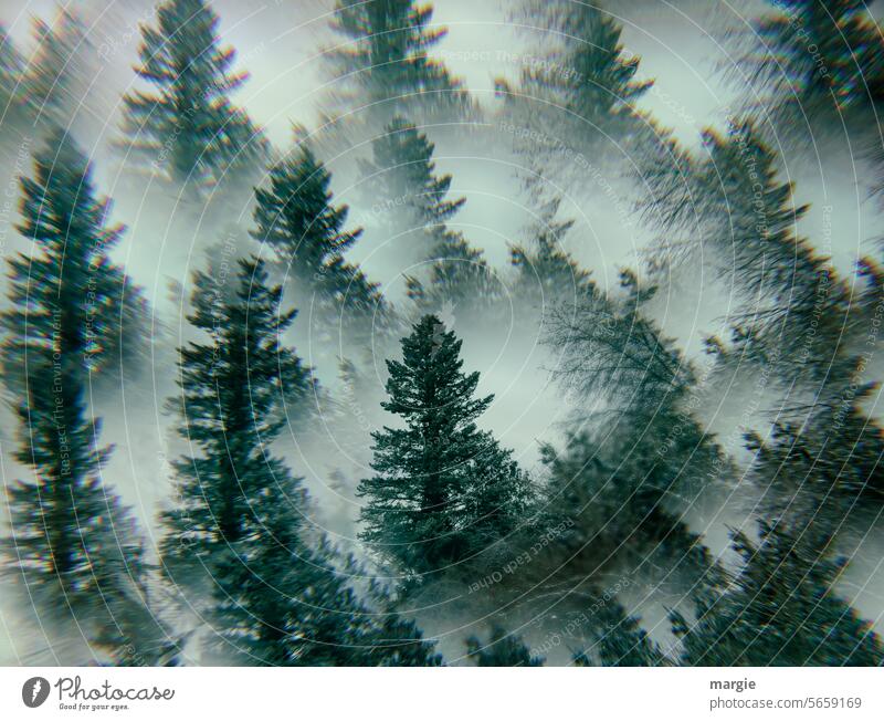 Winterwald wald von oben Tannen Wald Bäume Schnee Winterstimmung spiralenförmig Kälte Experiment experimentieren Wintertag kalt Natur Baum Nebel Umwelt