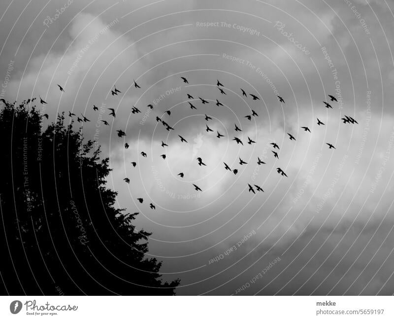geflügelte Schatten Vögel Himmel Vogelschwarm Schwarm Vogelflug Freiheit Zugvogel Vogelzug Formationsflug Zugvögel fliegen frei Bewegung Silhouetten fliegend