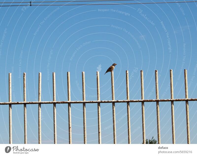 Kleiner Vogel steht auf Metallspieße auf Himmel Hintergrund Vöglein Stehen Tier Natur Spieße Linien Elektrizität