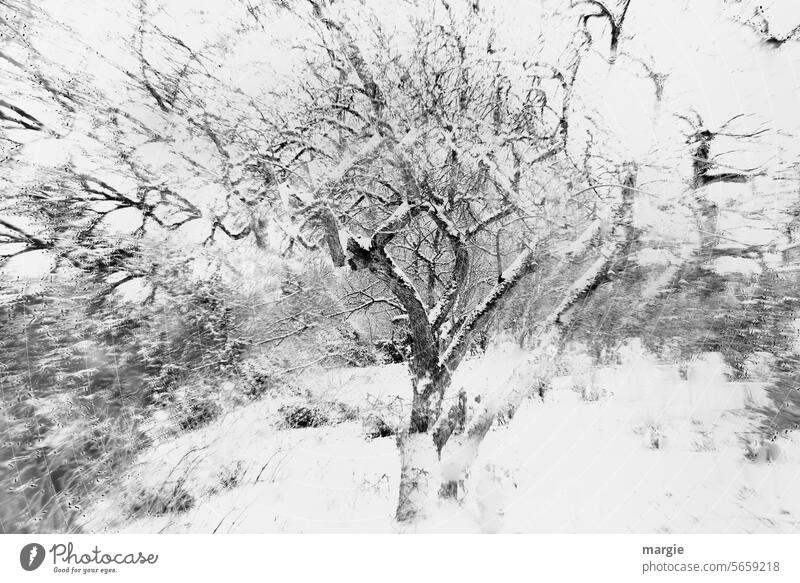 alter Obstbaum im Schnee Baum Obst- oder Gemüsestand Winter Garten Feld zittern Experiment Menschenleer Schneelandschaft Schneedecke Äste und Zweige Wintertag