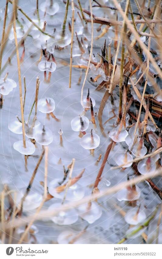 kleine Eisgebilde im Schilf I Natur Winter Frost Binnensee Dümmer See zugefroren Naturschauspiel Wasserspiegel Eisstrukturen Eisiges frostige Schönheit Formen