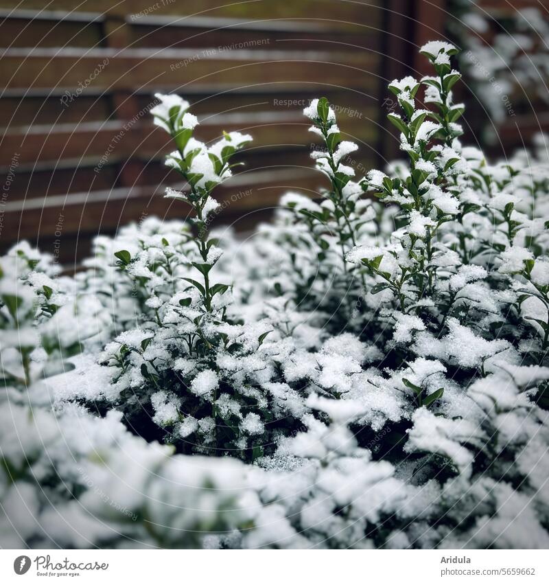 Buchsbaumhecke mit Schnee Immergrün Winter Garten schneiden weiß Holzzaun Holzwand Unschärfe kalt Pflanze
