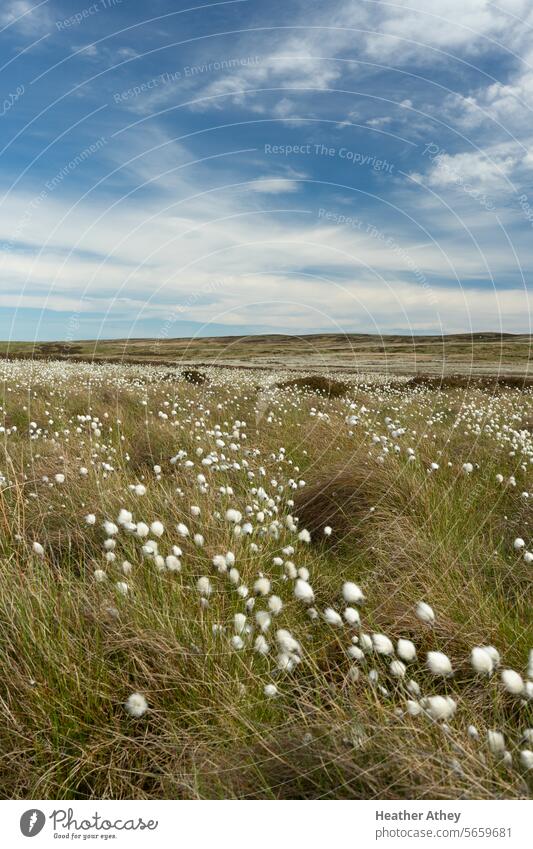 Wollgras in einem Moor in Northumberland, UK eriophorum Natur Sumpf Landschaft Farbfoto Umwelt Pflanze Sumpfbaumwolle northumberland Großbritannien Maure