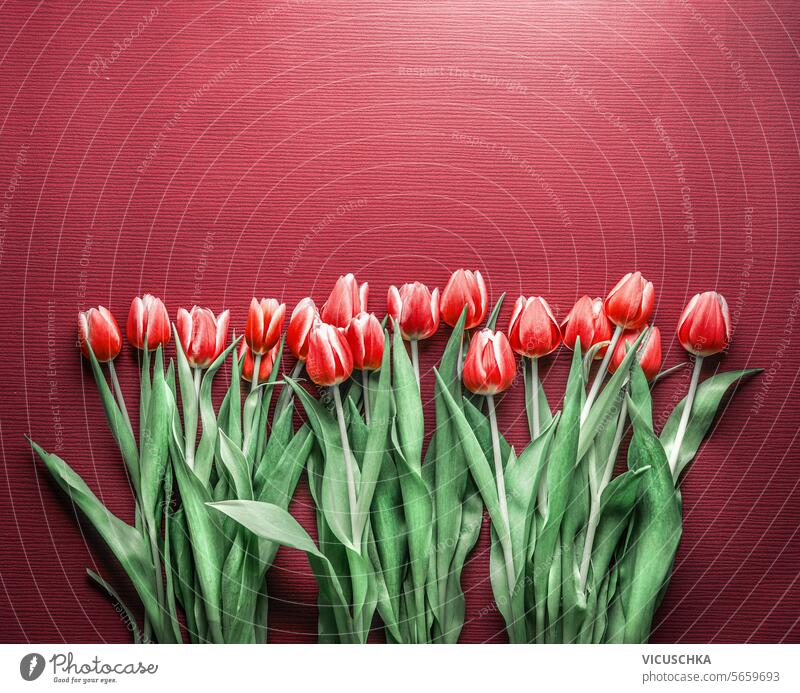 Eine Menge roter Tulpen auf rotem Hintergrund mit Kopierraum, Ansicht von oben. Umrandung Textfreiraum Top Borte Grußkarte Blütezeit Frühling Blume geblümt