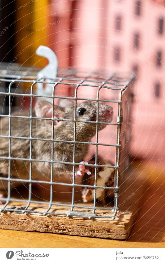 catch mice Maus Hausmaus Mausefalle Käfig pastell gefangen Tierporträt