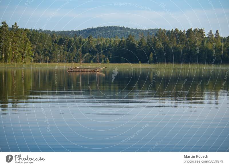 ein See in Schweden in Smalland. Blaues Wasser, sonniger Himmel, grüne Wälder. Entspannung kleinund Wald reisen Natur Urlaub Landschaft Fisch Erholung Seerosen