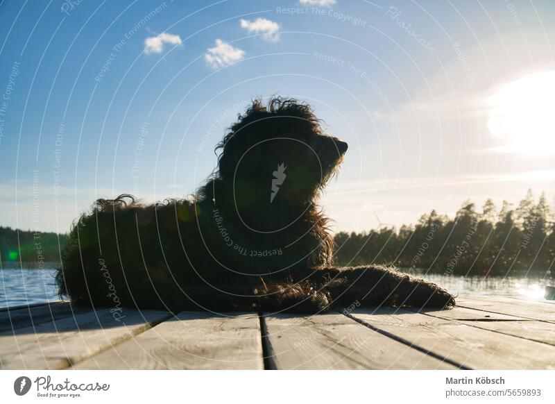 Goldendoodle-Hund liegt auf einem Steg und schaut auf einen See in Schweden. Tierfoto Golddödel Lügen Pudel Gekritzel Golden Retriever schwarzbraun F1B lockig