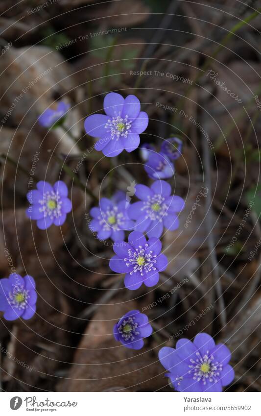 Wald, Fotografie, Leberblümchen, unkultiviert, Frische, Schönheit in der Natur, Botanik, Blütenblätter Blume Wildblume Frühling Pflanze blau im Freien purpur