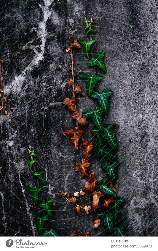 Efeuzweige, grün und verdorrt miteinander Efeublätter Efeuranken Ranke Mauer Wand Pflanze Wachstum Kletterpflanzen bewachsen Blatt Beton Kratzer vergehen