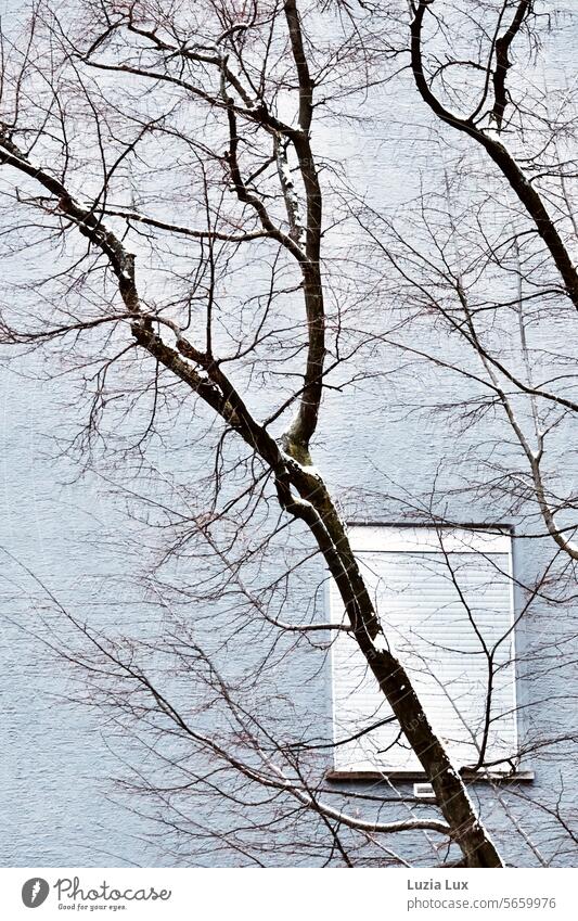 Winter: kahle Äste vor einem Fenster mit heruntergelassenem Rollladen kahler Baum Schnee Zweige u. Äste Äste und Zweige Wandel & Veränderung geschlossen Kälte