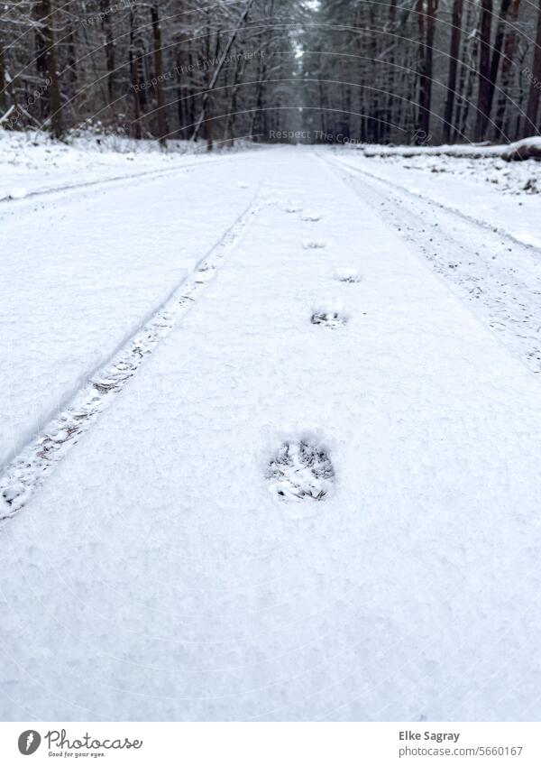 Grosse Tierspuren auf einem Waldweg  im Schnee.... schnee Natur weiß Spuren Umwelt Außenaufnahme Winter Wintertag kalt Schneespur Menschenleer winterlich