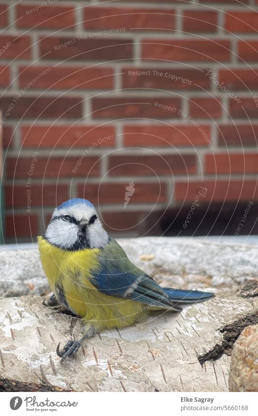 Vogelfotografie - Blaumeise ruht auf Birkenast aus Natur Außenaufnahme Wildtier Tierporträt blau Umwelt Feder klein Schnabel Nahaufnahme