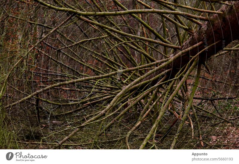 Purzelbaum - Eine mächtige Baumkrone mit strahlenförmig abstehenden Ästen liegt nach Windbruch quasi kopfüber am Boden Windschaden Sturmschaden umgestürzt Wald