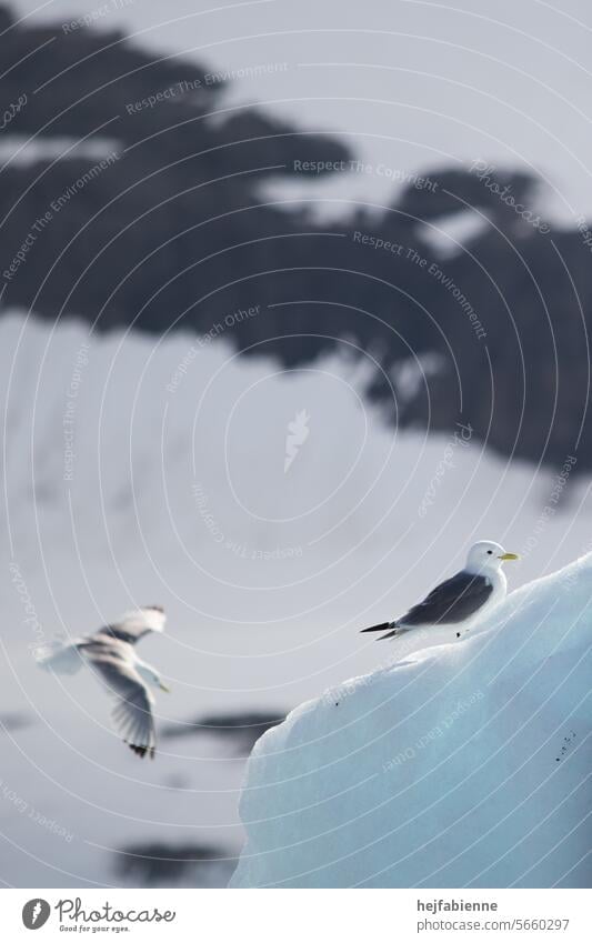 Dreizehenmöwen auf Eisberg in der Arktis Möwe dreizehenmöwe Vogel Meer arktisch Arktischer Ozean Naturerlebnis Naturschutz Klimawandel Erderwärmung Tier