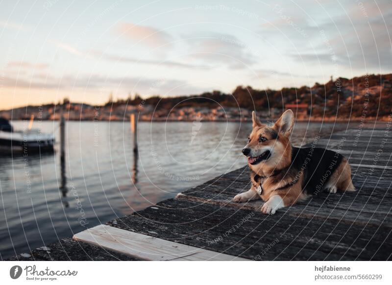 Corgi Hund liegt auf einem Bootssteg in Schweden in der Abendsonne corgi Corgi-Hund steeg Steg Abendlicht Meer Abendstimmung Ferien & Urlaub & Reisen