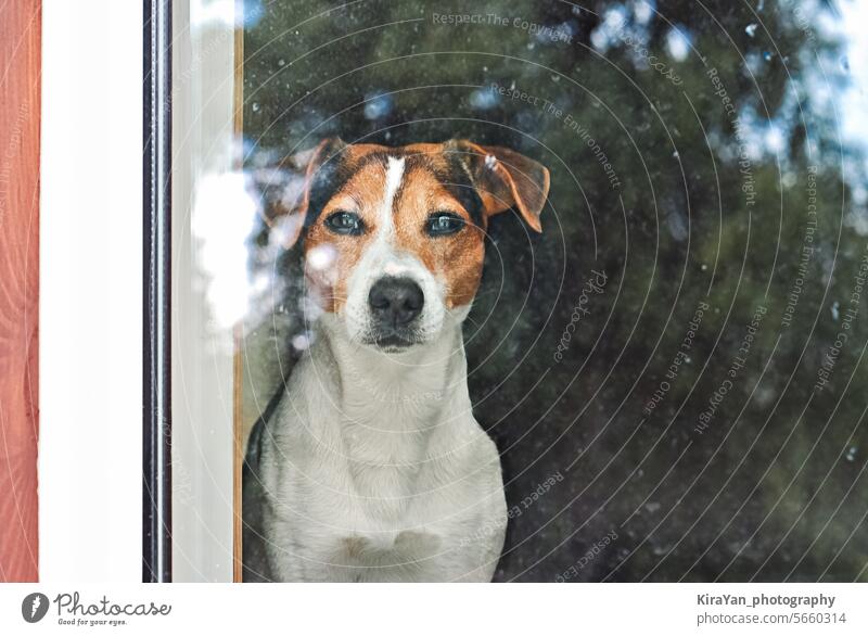 Generiertes Bild Hund Fenster Blick Jack-Russell-Terrier Stress in der Nähe von Türöffnung Treue Sitzen Konzept wach allein Vorfreude ruhiger Hund Begleiter