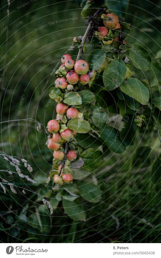 Wilde Äpfel an einem Apfelbaum im Sommer Apfelbaumblatt Frucht Baum Außenaufnahme rot grün Garten Farbfoto Natur Lebensmittel Apfelernte Schwache Tiefenschärfe