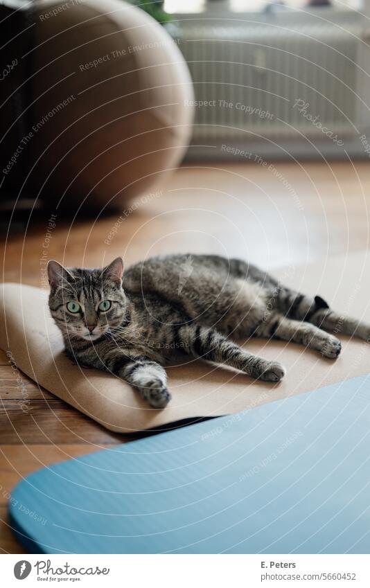 Katze liegt lässig auf einer Yogamatte und blickt in die Kamera katzenhaft Haustiere Ein Tier wohnlich zu hause niedlich katzenportrait Kork Sport sportlich