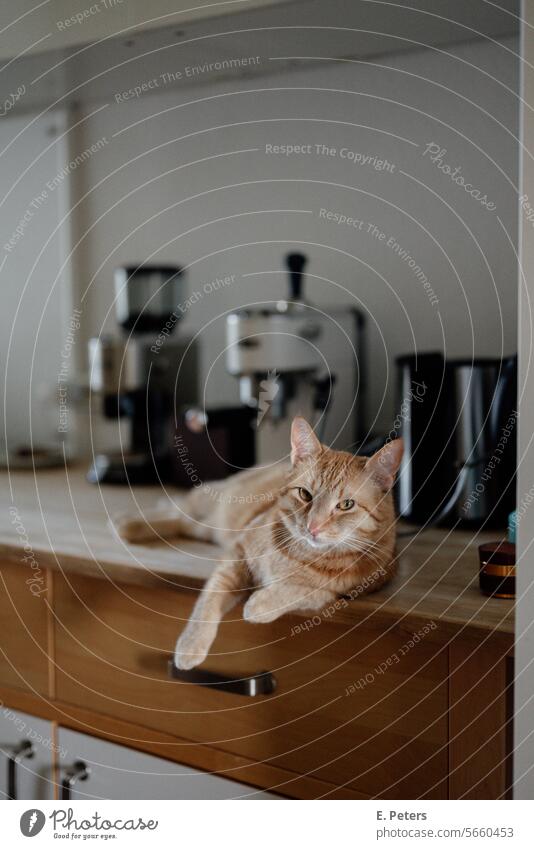 Rote Katze liegt lässig auf einer Küchenanrichte und blickt in die Kamera katzenhaft Haustiere Kaffeemaschine Ein Tier wohnlich zu hause niedlich katzenportrait