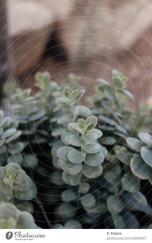 Dunkelgrüne Blätter einer Pflanze in einem Gewächshaus dunkel blätter pflanze licht schatten kontrast kontraste botanik pflanzen schöne pflanzen laub zart klein