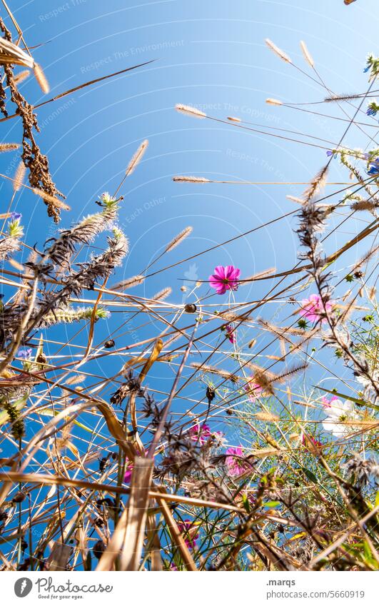Sommerhoch Froschperspektive mehrfarbig nachhaltig schön Blühend Wiesenblume Blume Wolkenloser Himmel Pflanze Natur Duft Außenaufnahme Umwelt Blumenwiese bunt