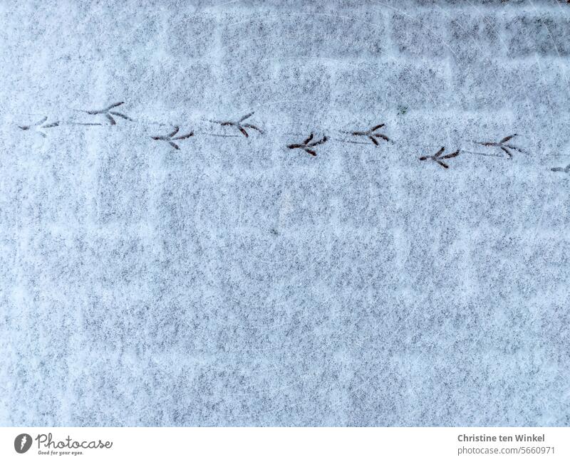 kleine zarte Vogelspuren im Schnee Vogelkralle Spuren Winter kalt Schneespur Tierspuren Wildtier Wildvogel Natur Tag gehen Frost Schneedecke Fußspur weiß Fährte