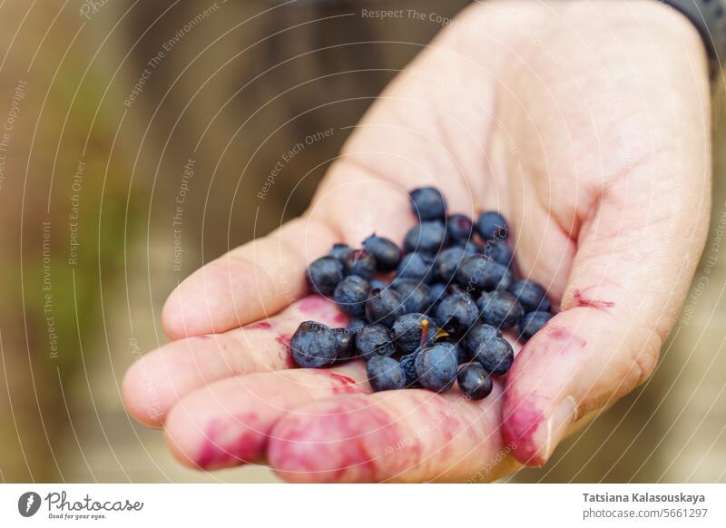Die Hand eines Mannes hält die Beeren von frisch gepflückten wilden Heidelbeeren im Wald Blaubeeren Wildheidelbeere Vaccinium myrtillus Europäische Heidelbeere