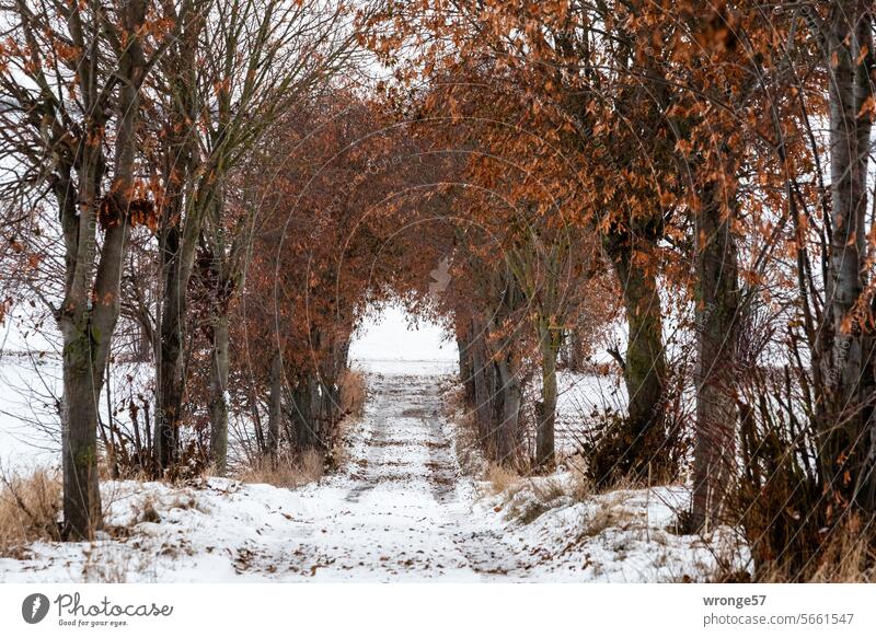 Schneebedeckter von Bäumen und Sträuchern gesäumter Feldweg Winter schneebedeckter Boden schneebedeckter Feldweg kalt Natur Landschaft Schneelandschaft