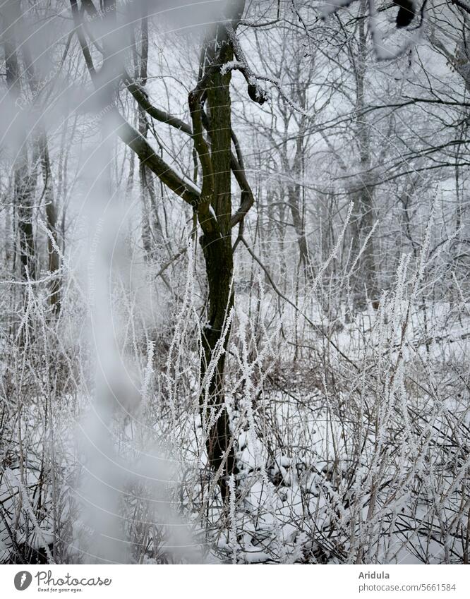 Skurrile Formen im Winterwald Wald Baum Bäume Schnee Frost Kalt Baumstamm Äste weiß unscharf kalt Wintertag Wetter Jahreszeiten grau