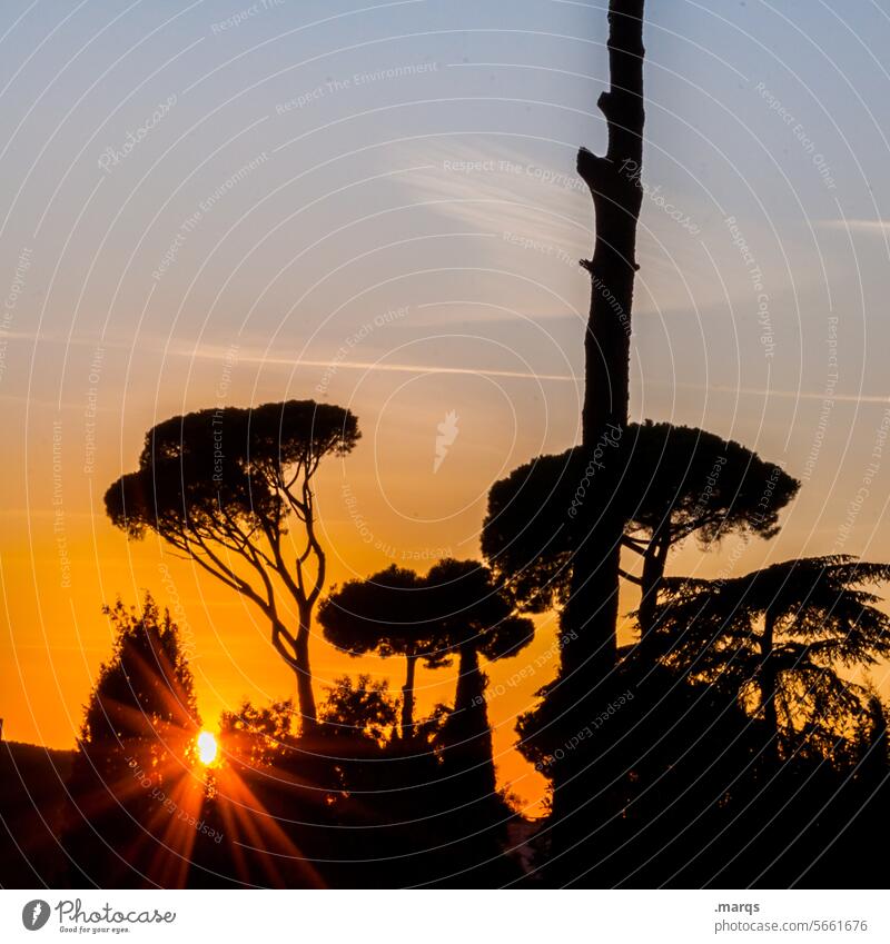Römischer Abend zirbe Italien Abenddämmerung Sonnenuntergang Silhouette Wärme Ferien & Urlaub & Reisen Tourismus Baum Natur Dämmerung Himmel romantisch